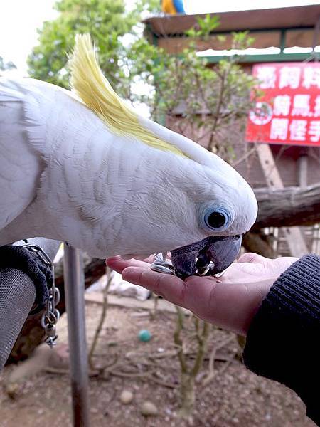 白色的脾氣較好