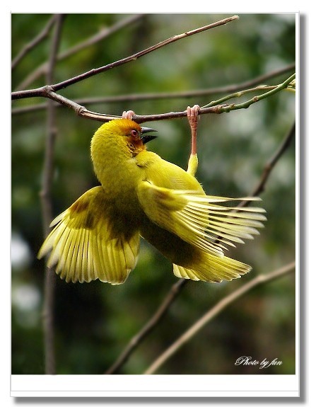 織布鳥