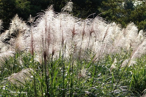 秋季花開