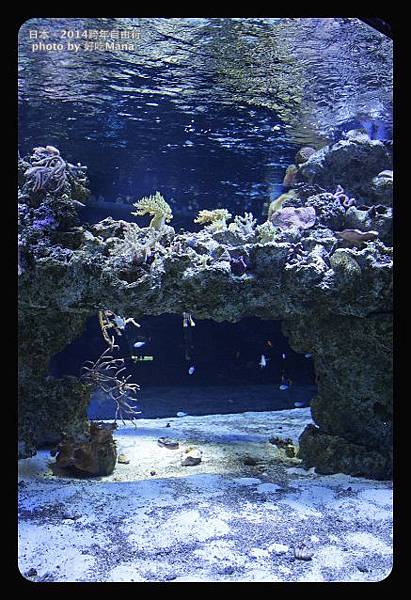 晴空塔水族館