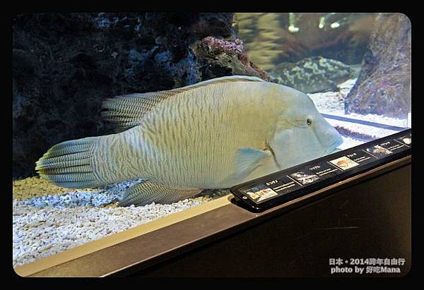 晴空塔水族館