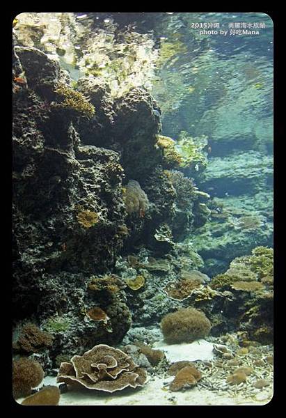 沖繩美麗海水族館