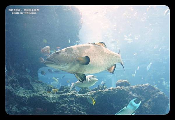 沖繩美麗海水族館