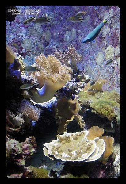 沖繩美麗海水族館