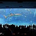 沖繩美麗海水族館