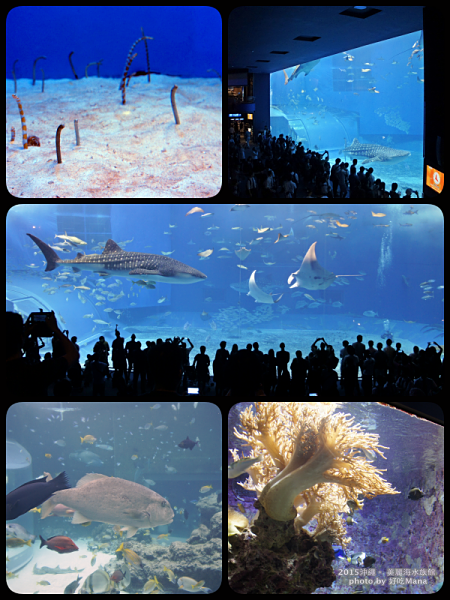 沖繩美麗海水族館