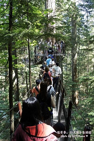 capilano suspension bridge