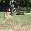 梅花鹿公園