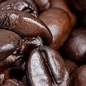 more-coffee-seeds.jpg