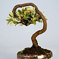 銀梧 文人樹型 小品盆栽