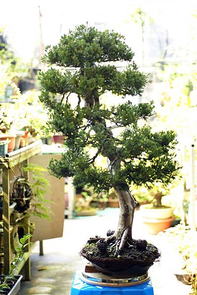 真柏 整姿前 右側面 真柏 整姿前 右側面