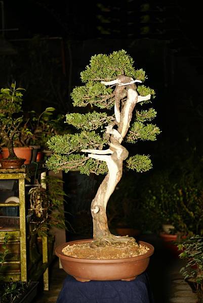 真柏 換盆後 左側面 真柏 換盆後 左側面