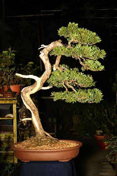 真柏盆栽 飄長 56 cm 高 73 cm 深 45 cm 真柏盆栽 飄長 56 cm 高 73 cm 深 45 cm