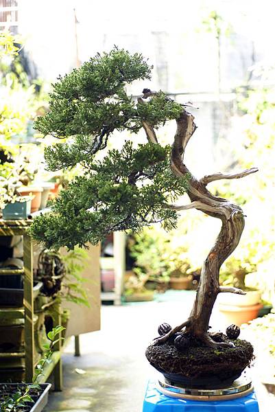 真柏 整姿前 背面 真柏 整姿前 背面