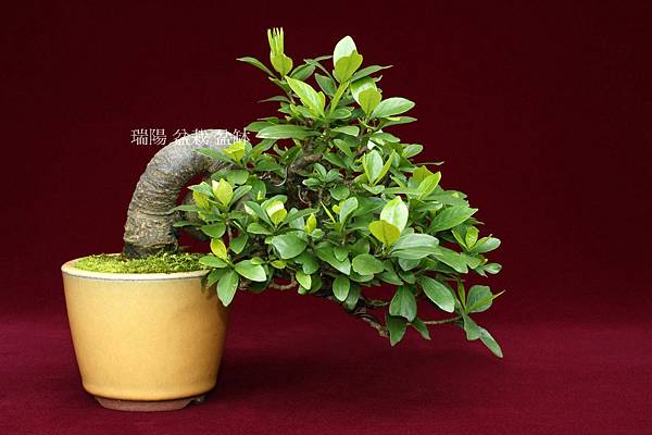 梔子 飄長 18 cm 幹粗 2.5 cm 梔子 飄長 18 cm 幹粗 2.5 cm
