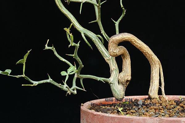 盆栽品種管理 雲龍柑 特有種 張老師的相簿 痞客邦