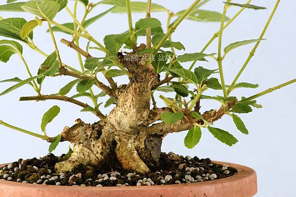 紫珠小品盆栽年度管理2 剪定11 07 05 瑞陽盆栽盆缽 痞客邦 紫珠小品盆栽年度管理2 剪定11 07 05 瑞陽盆栽盆缽 痞客邦