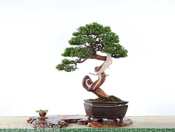 13 漢風盆景展 29 眞柏大品盆栽 瑞陽盆栽盆缽 痞客邦 13 漢風盆景展 29 眞柏大品盆栽 瑞陽盆栽盆缽 痞客邦