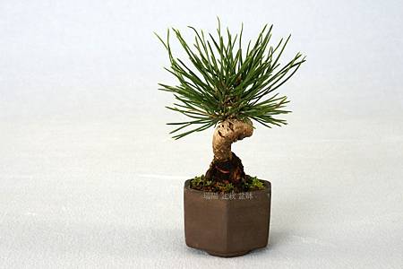 黑松豆盆栽 瑞陽盆栽盆缽 痞客邦