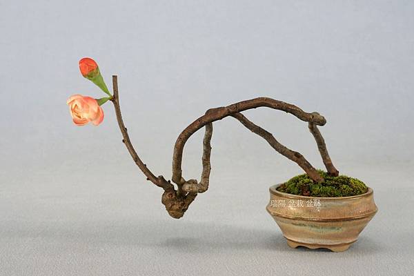 貼梗海棠 木瓜趣味盆栽 瑞陽盆栽盆缽 痞客邦 貼梗海棠 木瓜趣味盆栽 瑞陽盆栽盆缽 痞客邦