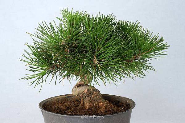 黑松文人樹型小品盆栽 剪枝疏葉 雪花台湾 黑松文人樹型小品盆栽 剪枝疏葉 雪花台湾