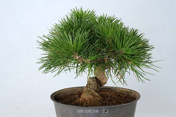 黑松文人樹型小品盆栽 剪枝疏葉 雪花台湾