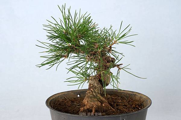 黑松文人樹型小品盆栽 剪枝疏葉 雪花台湾 黑松文人樹型小品盆栽 剪枝疏葉 雪花台湾