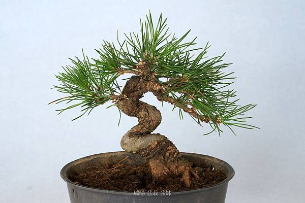 黑松文人樹型小品盆栽 剪枝疏葉 雪花台湾 黑松文人樹型小品盆栽 剪枝疏葉 雪花台湾