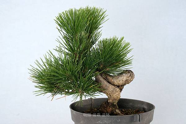 黑松蟠幹樹型小品盆栽 剪枝疏葉 雪花台湾 黑松蟠幹樹型小品盆栽 剪枝疏葉 雪花台湾