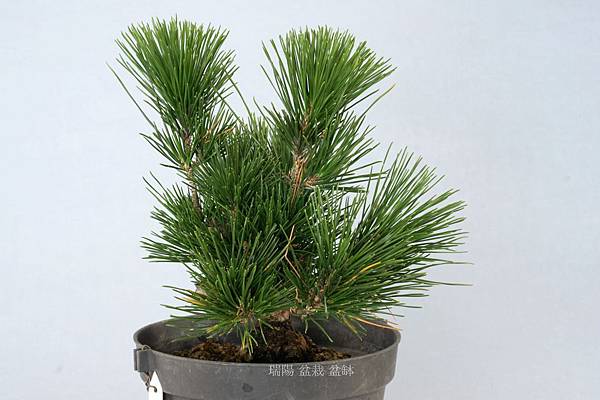 黑松蟠幹樹型小品盆栽 剪枝疏葉 瑞陽盆栽盆缽 痞客邦