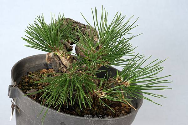 黑松蟠幹樹型小品盆栽 剪枝疏葉 瑞陽盆栽盆缽 痞客邦 黑松蟠幹樹型小品盆栽 剪枝疏葉 瑞陽盆栽盆缽 痞客邦