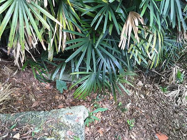 在氣喘之餘要注意看樓梯的兩側都有能高社的殘蹟。 IMG_3435.jpg