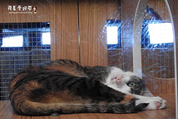 台南安平‧海洋風貓咪群,好拍好好玩~「虱目魚主題館」府城旗艦店(二訪) 台南安平‧海洋風貓咪群,好拍好好玩~「虱目魚主題館」府城旗艦店(二訪)