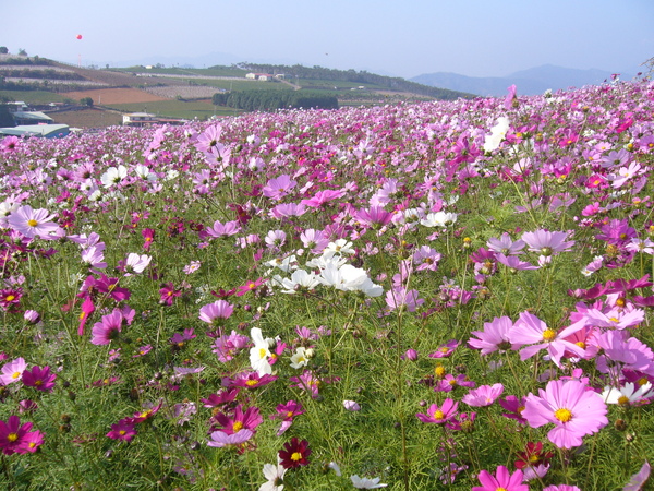 大坪頂花海