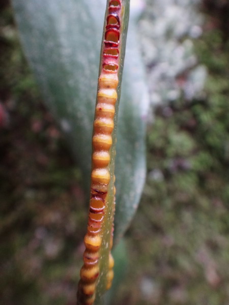 帶狀瓶爾小草-瓶爾小草科 (11).JPG