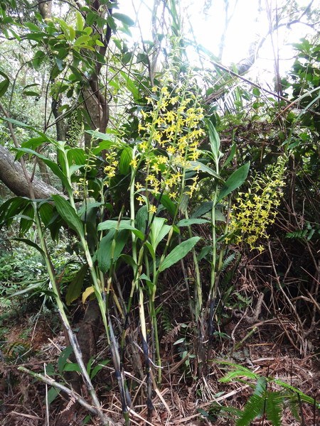 綠花肖頭蕊蘭-蘭科科 (3).JPG