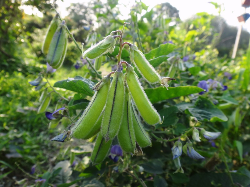 大葉野百合-豆科 (4)_調整大小 