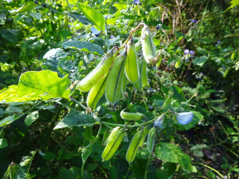 大葉野百合-豆科 (9)_調整大小 