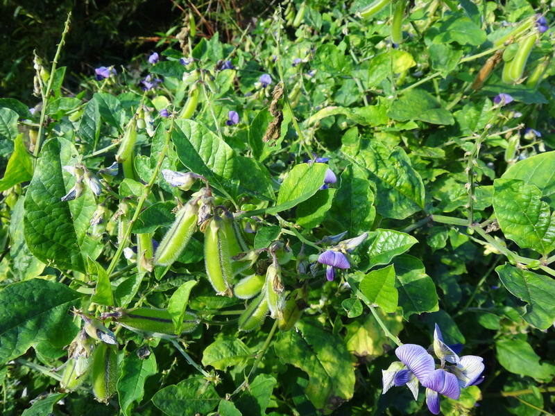 大葉野百合-豆科 (11)_調整大小 