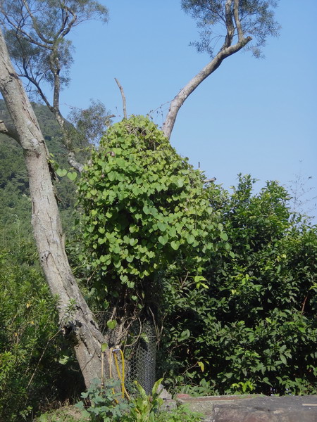 錦雞馬兜鈴-馬兜鈴科 (8)