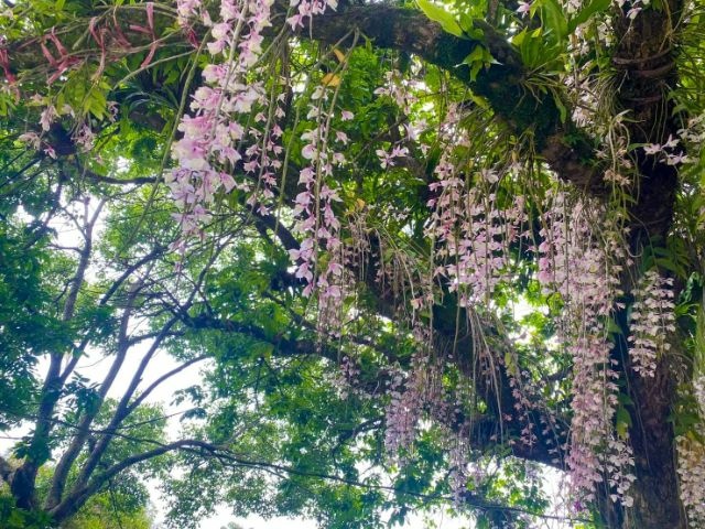 獵鷹尖一線天 (18).jpg