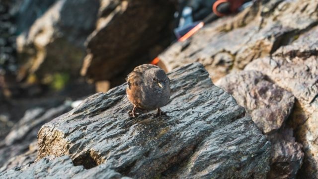 玉山 (31).jpg 玉山 (31).jpg