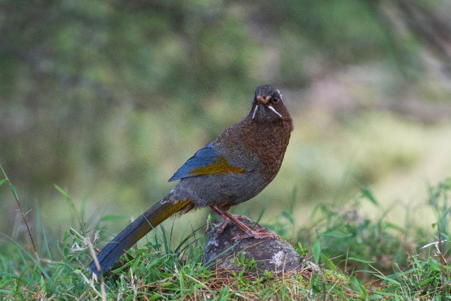 鹿林麟趾山-13.jpg 鹿林麟趾山-13.jpg