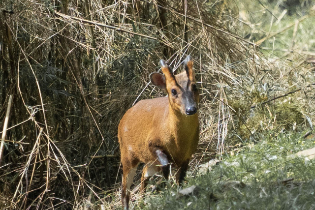 鹿林麟趾山-15.jpg 鹿林麟趾山-15.jpg