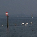 Moos am Bodensee