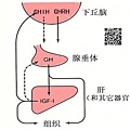 HGH-10.jpg