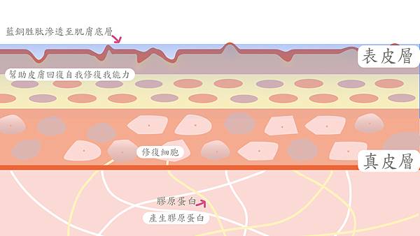 【藍銅胜肽GHK-Cu的介紹】