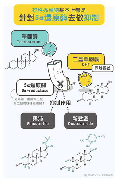 15_藍銅胜肽_雄性禿機制.png