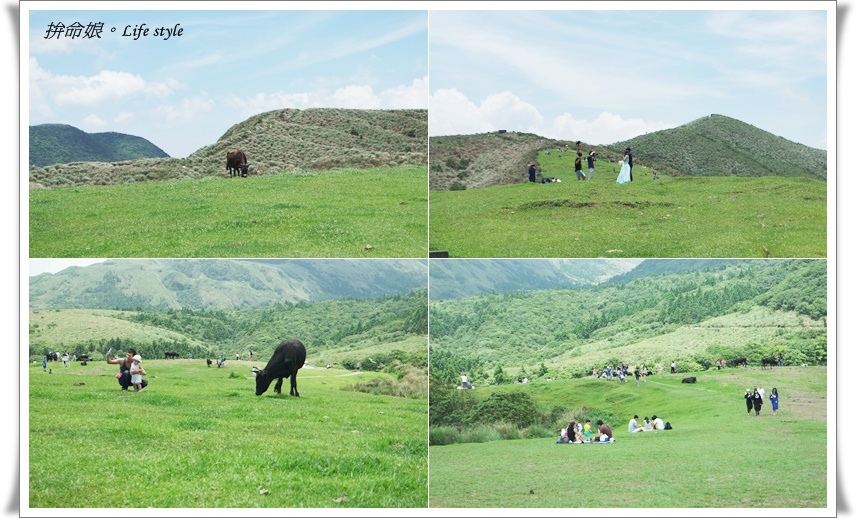 1050529陽明山擎天崗竹子湖大梯田10.jpg