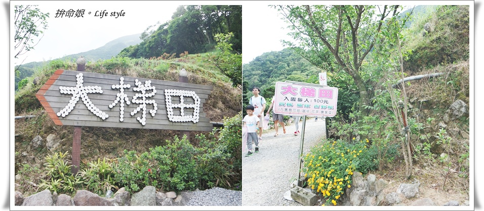 1050529陽明山擎天崗竹子湖大梯田15.jpg